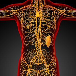 Obrázek - Lymfatický systém